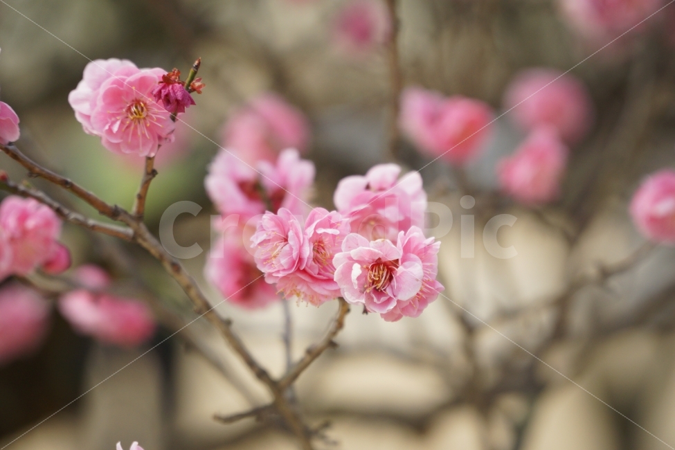 홍매화,자연,꽃,나무,정물,봄,계절,spring,season,식물,자연,plants,nature,꽃,flower,감성,sensible,feeling,plant