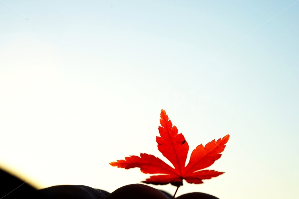 단풍잎,단풍,낙엽,나뭇잎,단풍나무,가을,계절,fall,autumn,season,leaf,잎,plant,식물