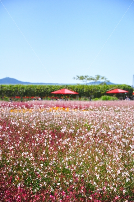 양주,나리공원,가을,꽃밭,분홍색,하늘,쉼터,꽃,밭,park,autumn,flowers,flowergarden,sky,rest,garden,자연,풍경,nature,landscape,가을,계절,fall,autumn,season