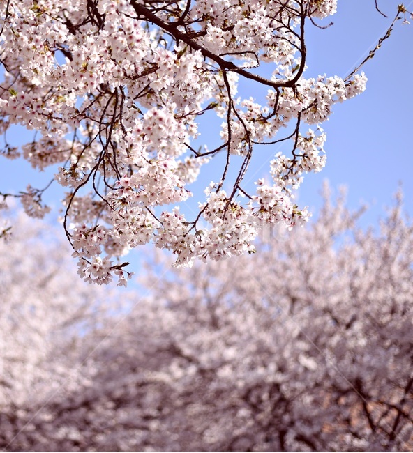 벚꽃,봄,하늘,파란하늘,낮달,cherryblossom,봄,계절,spring,season,식물,자연,plants,nature,꽃,flower,plant,blossom