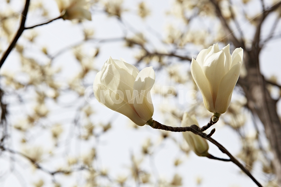 목련,목련꽃,흰목련,봄꽃,꽃,봄,식물,자연,공원,식물,자연,plants,nature,꽃,flower