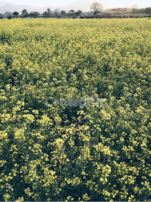꽃,유채꽃,봄,노랑,소풍