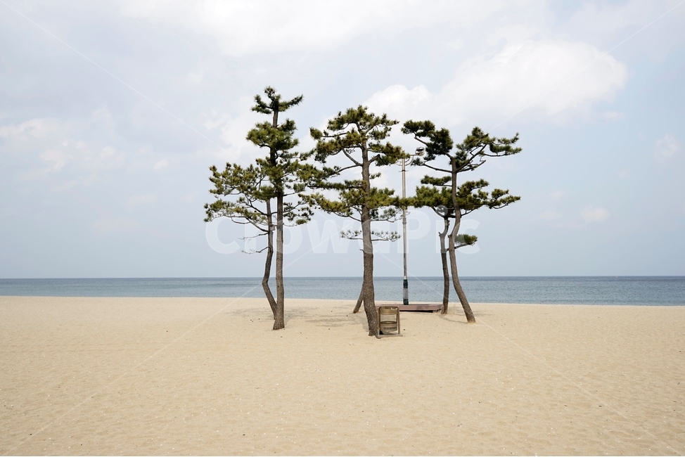 바다,낙산,해수욕장,모래사장,자연,소나무,해변,풍경,해변,바다,beach,sea
