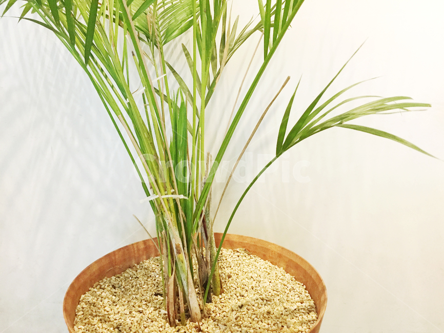 화분,식물,plant,아레카야자,감성,공기정화식물,카페인테리어,실내인테리어,cafe,interior,arecapalm,카페감성,따뜻함,모던함,modern,실내용화초,화분,화초,house plant