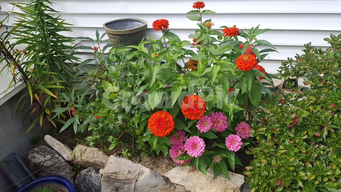 꽃,flower,plant,제라늄,geranium,마당,화단