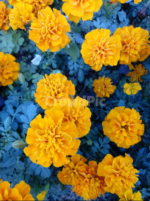 금잔화,금송화,金松花,옥동동화,성주화,당금잔,식물,꽃,plant,flower,potmarigold,관상용,한해살이풀,식물,자연,plants,nature,꽃,flower