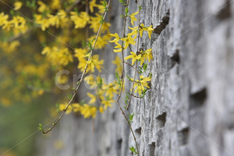 개나리,꽃,노랑,식물,봄,봄,계절,spring,season,식물,자연,plants,nature,꽃,flower,plant,tree,나무