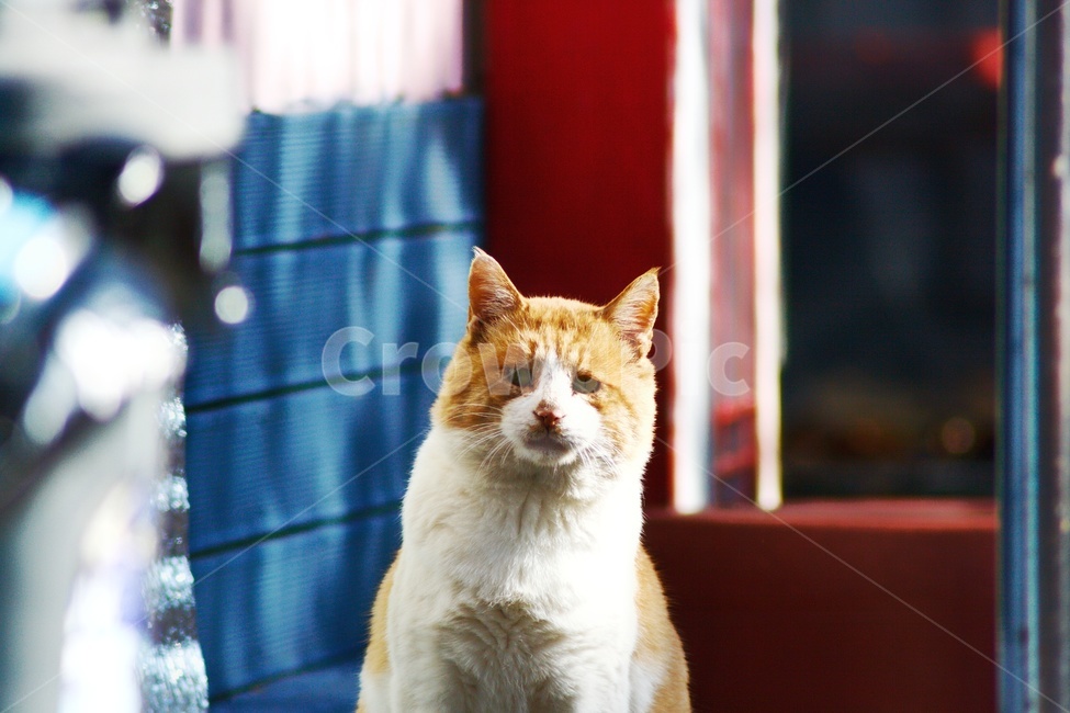 길고양이,고양이,cat,pet,animal,포유류,동물,동물,animal,포유류,mammal,고양이,cat,kitten,kitty