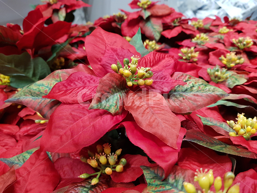 꽃,flower,plant,poinsettia,포인세티아