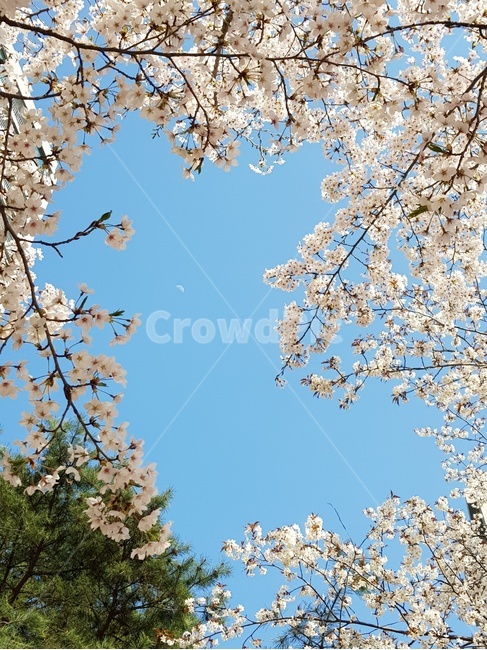 꽃,달,하늘,맑은하늘,목련,백목련,봄,꽃구경,소나무,봄,계절,spring,season,식물,자연,plants,nature,꽃,flower,plant,blossom,cherry blossom,벚꽃