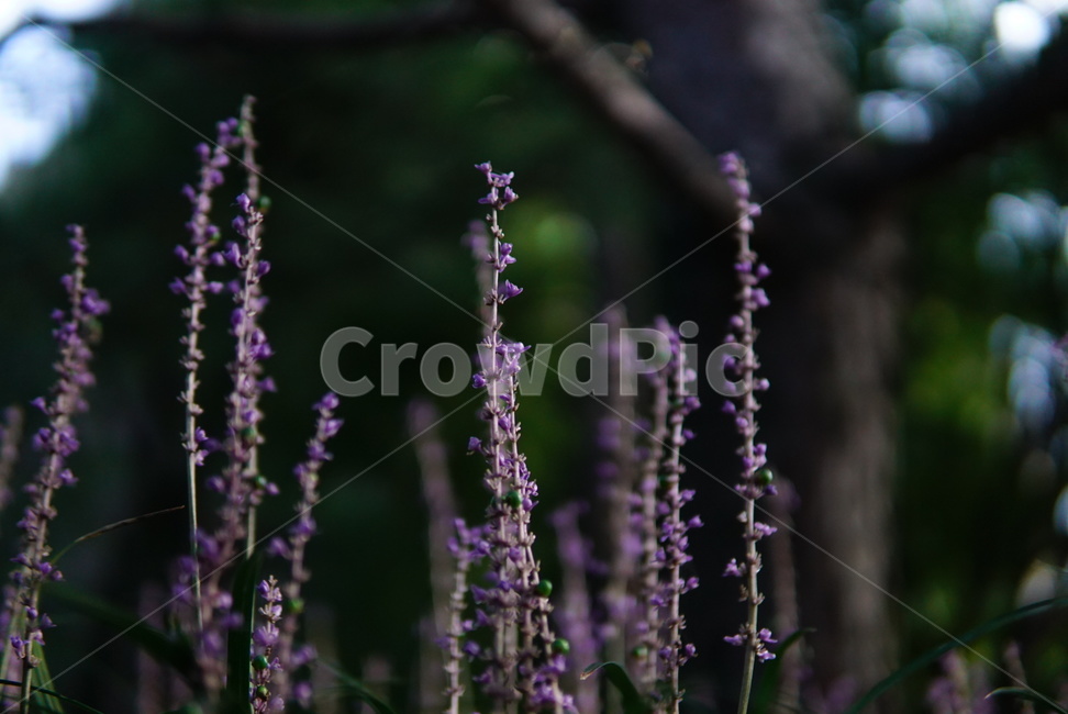 보라색꽃,라벤더,꽃,flower,purple