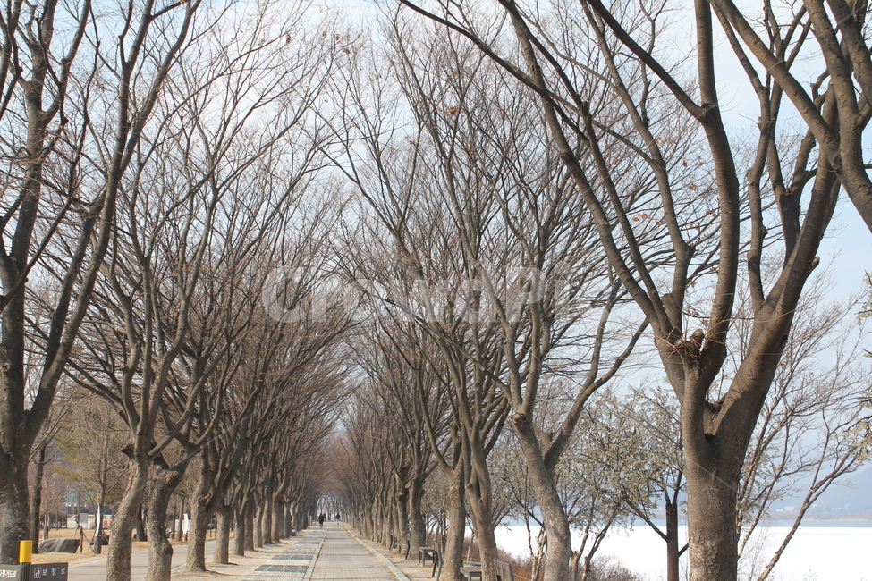 가로수,나무,공원,산책,산책로,풍경,자연,아름다움,휴식,겨울,계절,winter,season,식물,자연,plants,nature,나무,trees,wood