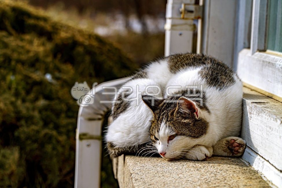 고양이,길고양이,유기묘,동물,animal,cat,alleycat,포유류,애완동물,mammal,pet,창문,창틀,window,windowsill,windowframes,windowledge,코숏,코리안숏헤어,코리안쇼트헤어,동물,animal,포유류,mammal,고양이,cat,kitten,kitty