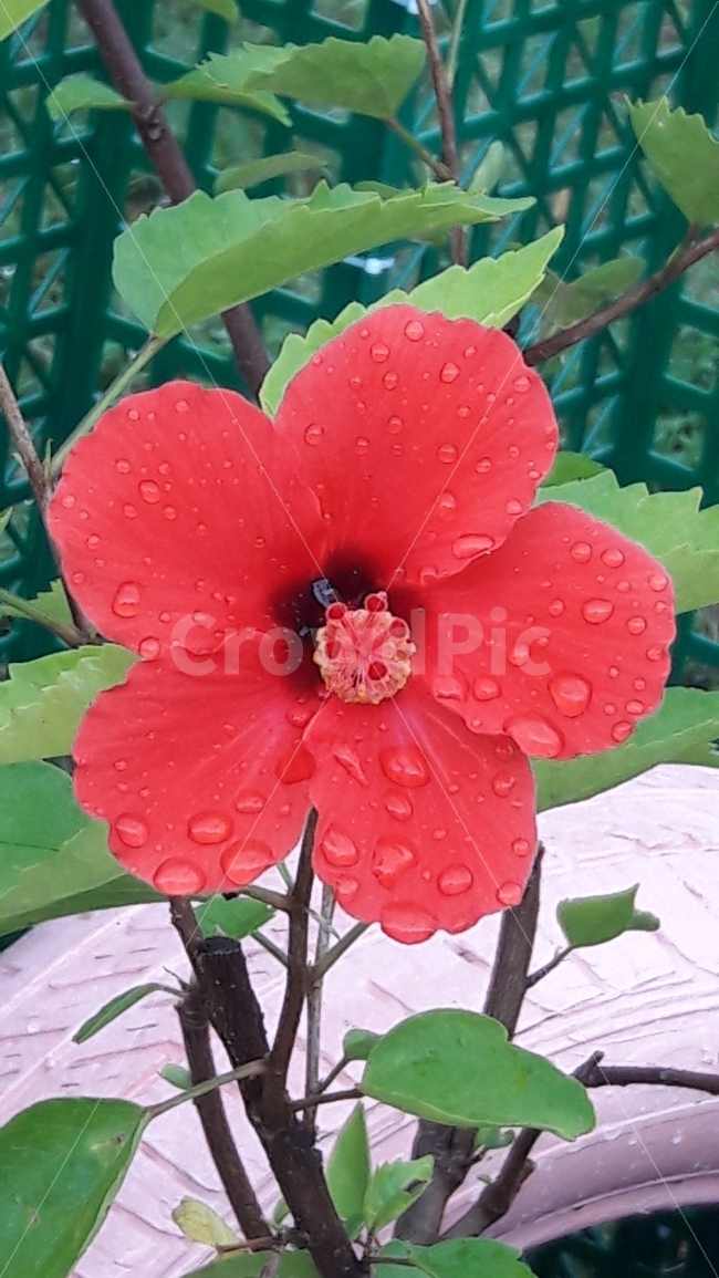 꽃,빨강,빗방울,초록,무궁화과,식물,자연,plants,nature,꽃,flower