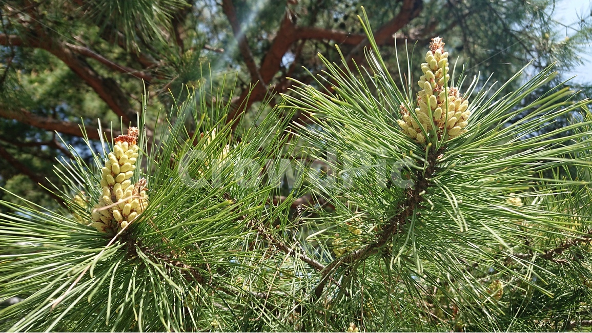 식물,나무,소나무,녹색,푸름,소나무꽃,여름,솔잎,식물,자연,plants,nature