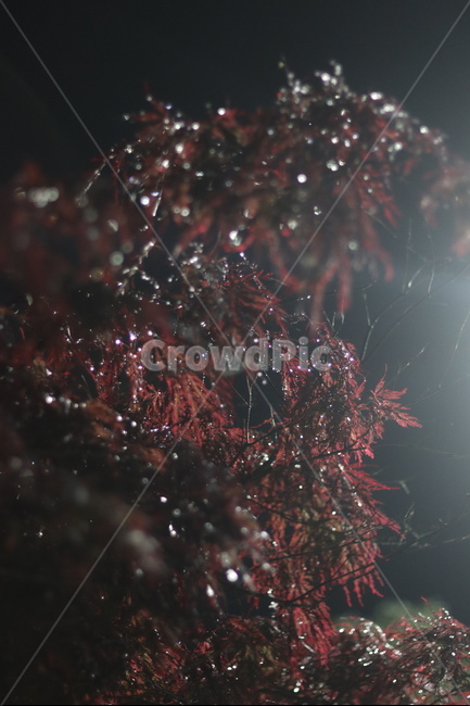 야경,우중,단풍,붉음,보케,가을,계절,fall,autumn,season,식물,자연,plants,nature,christmas tree,크리스마스 트리,tree,나무,ornament,장식,plant