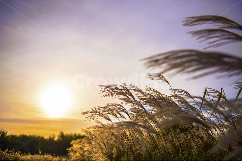 가을,억새,갈대,추석,한강공원,해넘이,저녁노을,역광사진,가을,계절,fall,autumn,season,자연,풍경,nature,landscape,식물,plants,감성,sensible,feeling,grass,잔디,plant,lawn,reed