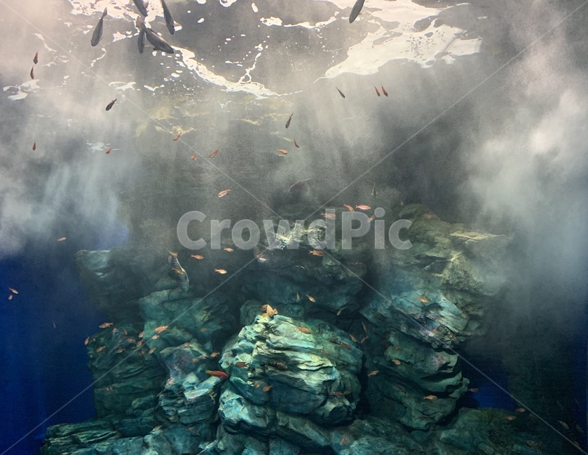 물고기,수족관,바다,fish,sea,aquarium,아쿠아리움,산호,바위