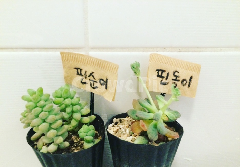 다육이,식물,화분,plant,flowerpot