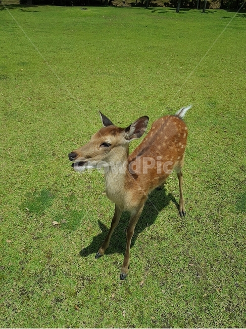 사슴,나라공원,풀밭,긴테츠,deer,동물,animal,포유류,mammal