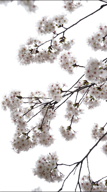 꽃,벚꽃,cherryblossom,봄,벚꽃축제,순식간,벚꽃잎,봄,계절,spring,season,식물,자연,plants,nature,꽃,flower,plant,blossom