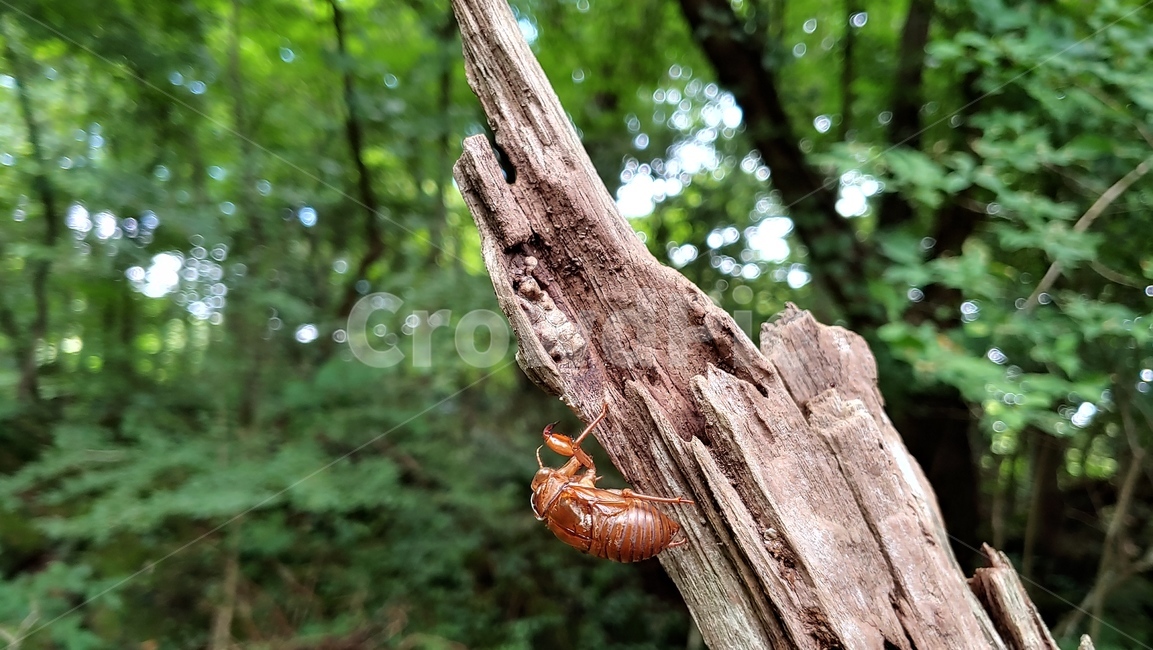 매미,매미허물,매미탈피,매미우화,자연,곤충,숲,cicada,여름전령