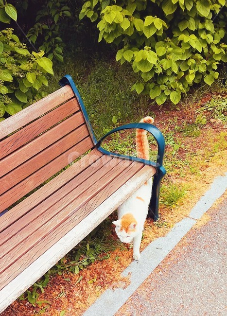 furniture,가구,bench,벤치,parkbench,공원벤치,고양이,길고양이,길냥이,cat,straycat,포유류,mammal,동물,animal