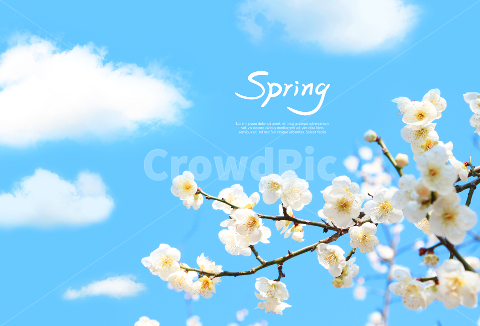 하늘,구름,매화,봄,캘리,캘리그라피,손글씨,붓글씨,감성,봄,계절,spring,season,식물,자연,plants,nature,꽃,flower,캘리그라피,손글씨,calligraphy