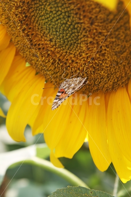 해바라기,꽃,가을꽃,자연,나비,식물,감성사진,식물,자연,plants,nature,꽃,flower,동물,animal,곤충,벌레,insect,bug