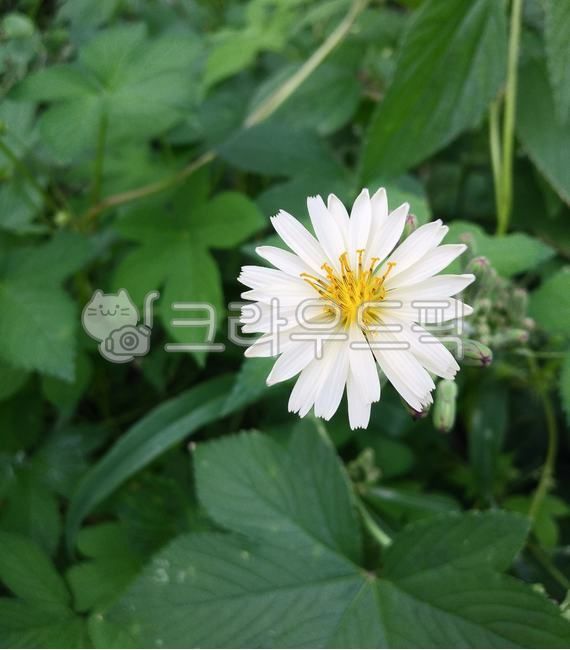식물,plant,꽃,flower,푸릇푸릇,풀,슴바귀,씀바귀,흰씀바귀,하얀씀바귀,화단