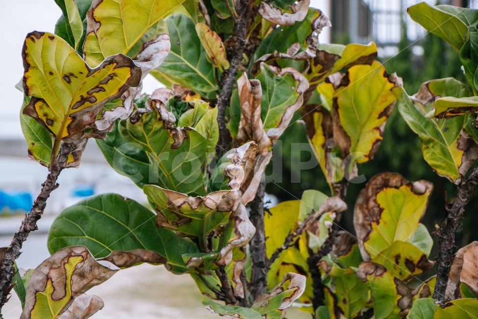 식물,일본,잎,초록,나무,식물,자연,plants,nature