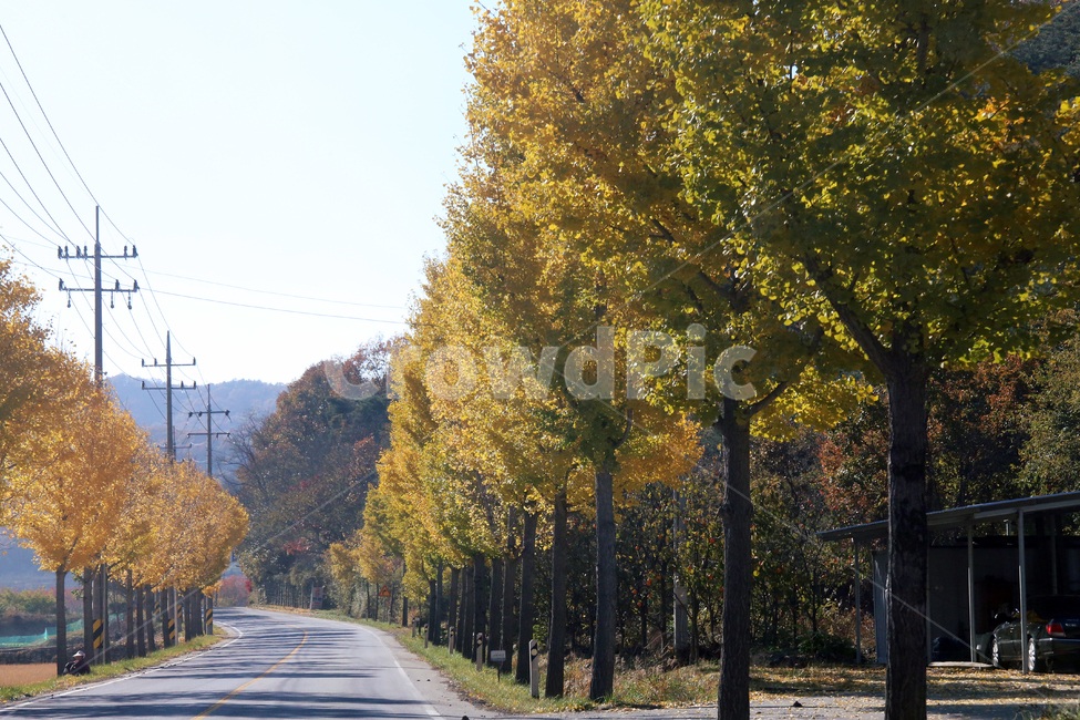 가을길,분위기,단풍,가을,노란,가을,계절,fall,autumn,season,자연,풍경,nature,landscape,tree,나무,plant,식물,asphalt,아스팔트,road,도로
