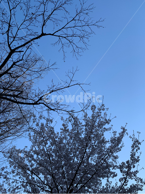 tree,나무,벚꽃,cherry,blossom,하늘,sky,blue,dawn,새벽