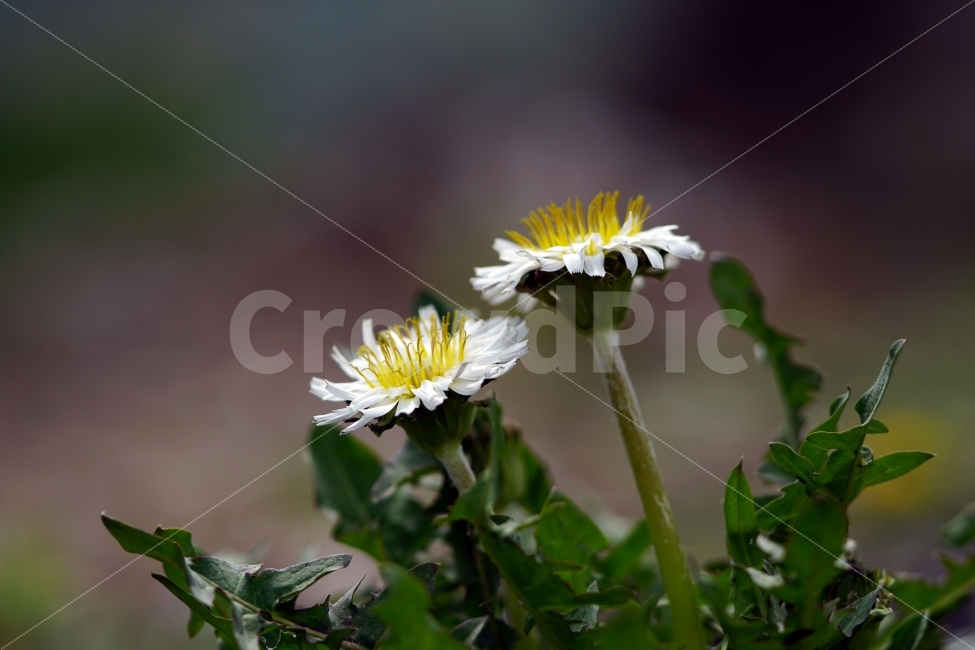봄,꽃,자연,식물,플라워,spring,flower,nature,plants,민들레,이파리,꽃봉오리,접사,macro,클로즈업,closeup,tree,숲,숲속,산림,삼림,조경,봄꽃,감성,힐링,풍경,landscape,식물,자연,plants,nature,꽃,flower