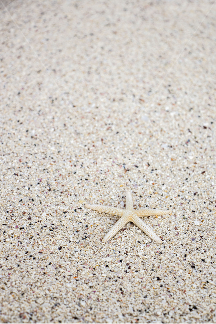 해변,모래사장,불가사리,여름,백사장,배경,백그라운드,해변,바다,beach,sea