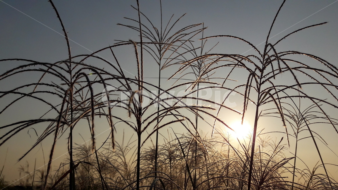 가을,갈대,하늘,붉은,저녁놀,가을,계절,fall,autumn,season,식물,자연,plants,nature,grass,잔디,plant