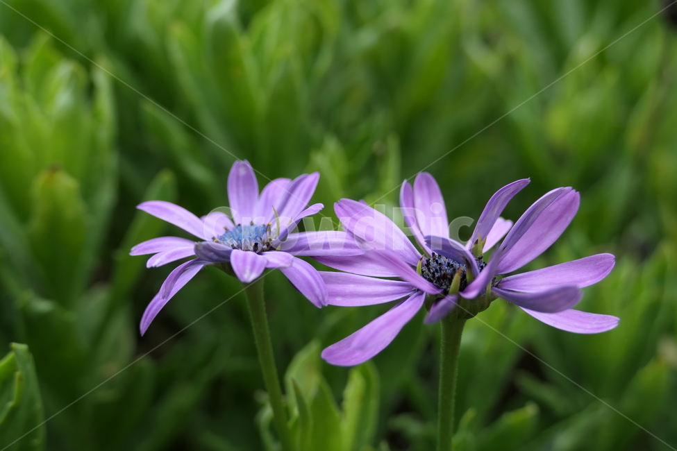 꽃,정원,풀,보라색꽃,purple,flower,garden,plant,green,식물,자연,plants,nature,꽃,flower