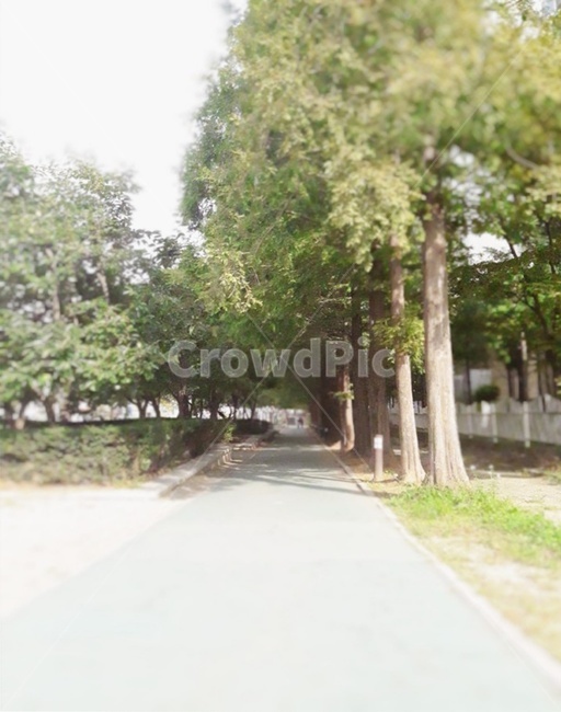 tree,나무,plant,식물,길,로드,자연,풍경,nature,landscape