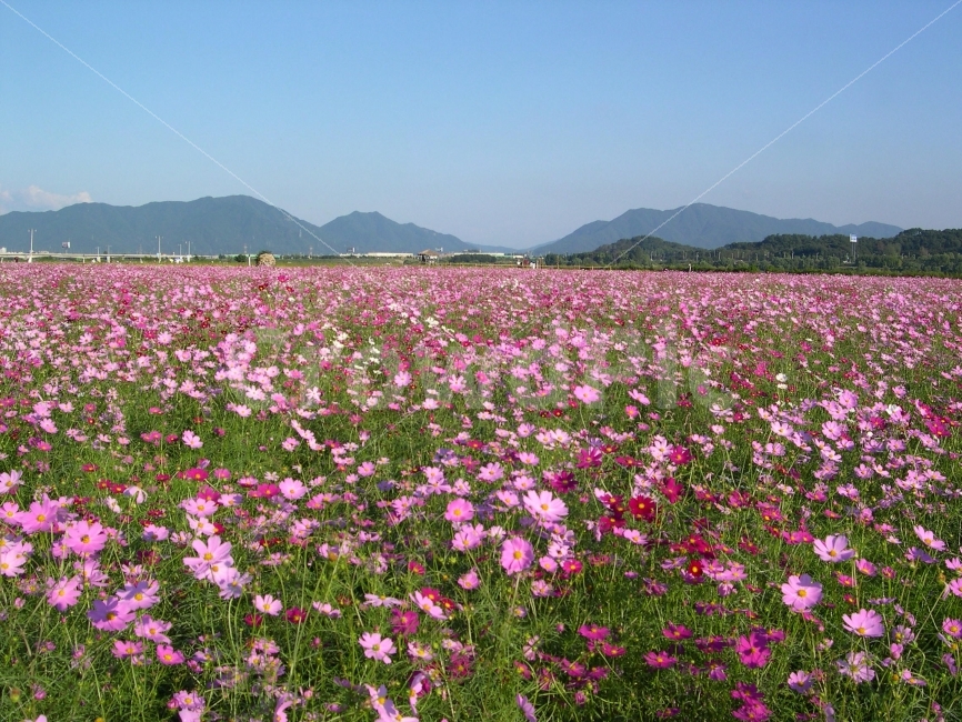코스모스,가을,꽃,꽃밭,풍경,landscape,산,시골,전원,코스모스밭,자연,풍경,nature,landscape,가을,계절,fall,autumn,season,plant,식물,blossom,geranium,제라늄,flower