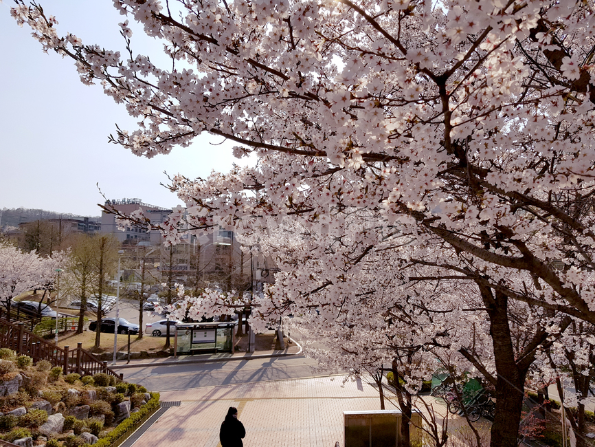 spring,봄,cherryblossom,벚꽃,plant,식물,flower,꽃,blossom,식물,자연,plants,nature,꽃,flower