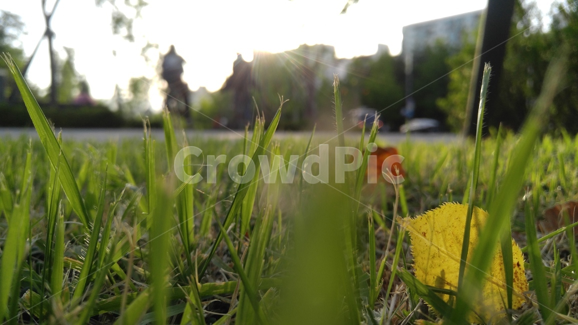 잔디,나뭇잎,잎,초록,녹색,식물,배경,감성,계절,grass,leaves,leaf,green,flants,background,emotional,sason