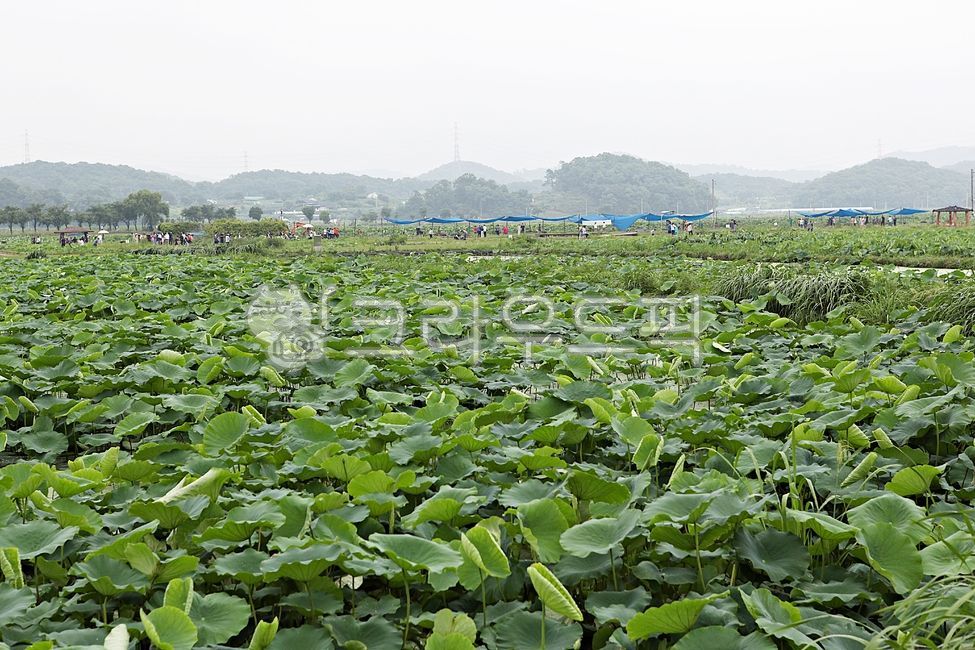 연잎,잎,풀잎,수생식물,연꽃테마파크,식물,자연,공원