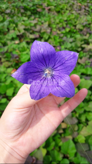 도라지꽃,꽃,보라색꽃,flower,blossom,plant,식물,도라지,보라색,식물,자연,plants,nature,꽃,flower