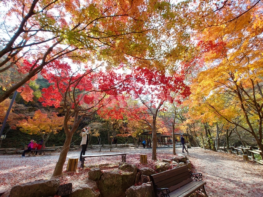 단풍나무,단풍,단풍산,가을산,가을,단풍구경,단풍잎,가을나무,maple,나무,trees,fall,가을,계절,fall,autumn,season,tree,plant,식물,leaf,잎