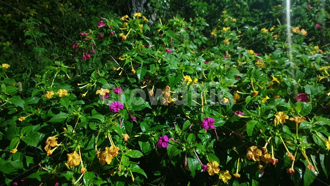 잎,꽃,분꽃,초록,노랑,자주,자연,식물,leaf,flower,mirabilisjalapa,green,yellow,nature,plant,blossom,색감,color,식물,자연,plants,nature,꽃,flower