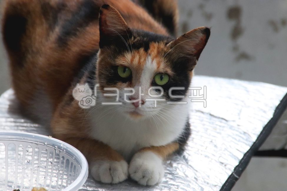 고양이,animal,네이처,포유동물,얼룩무늬,야생동물,귀여운,streetcat,길고양이,나무,냥이,쳐다보는,바라보는,삼색이,얌전한