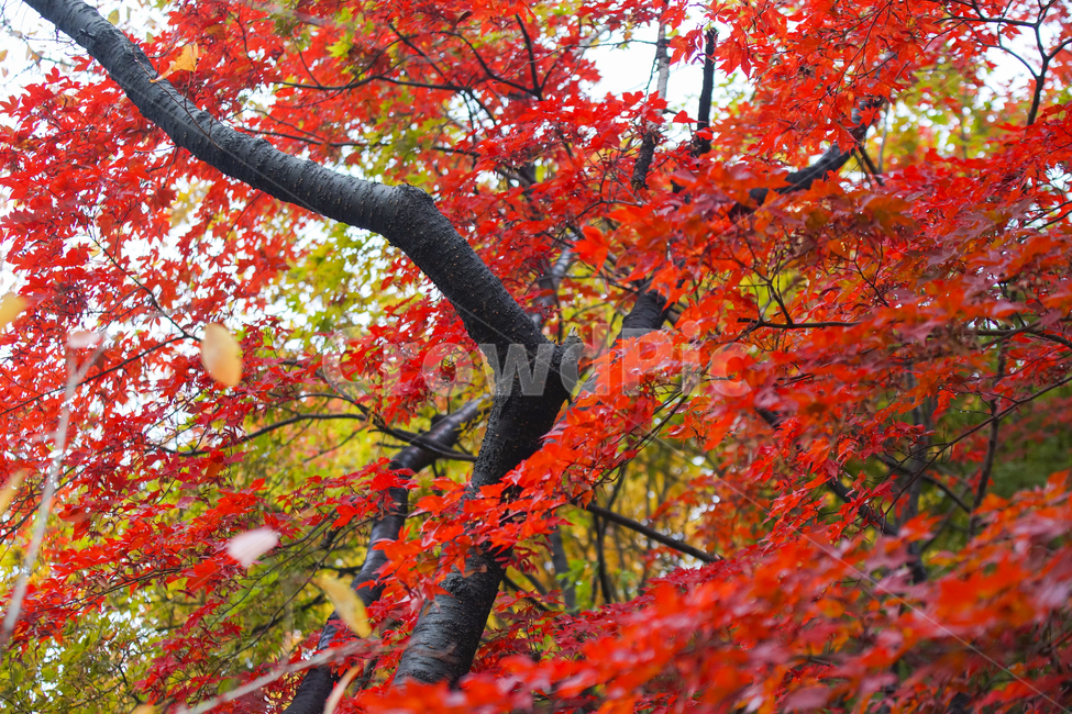 가을,단풍,낙엽,가을단풍,단풍나무,가을,계절,fall,autumn,season,식물,자연,plants,nature,나무,trees,wood,leaf,잎,plant,tree,maple