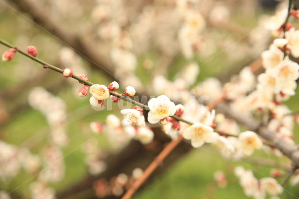 매화,매실꽃,꽃,봄꽃,봄,꽃잎,산뜻함,따듯함,봄,계절,spring,season,식물,자연,plants,nature,꽃,flower,plant