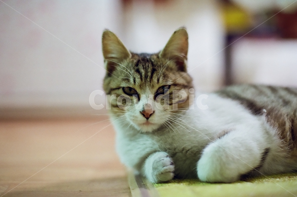 고양이,동물,귀여움,반려동물,집고양이,코숏,길고양이,고양이사진,필름,필름사진,필름카메라,포즈,분위기,감성,아웃포커싱,cat,동물,animal,포유류,mammal,고양이,cat,kitten,kitty