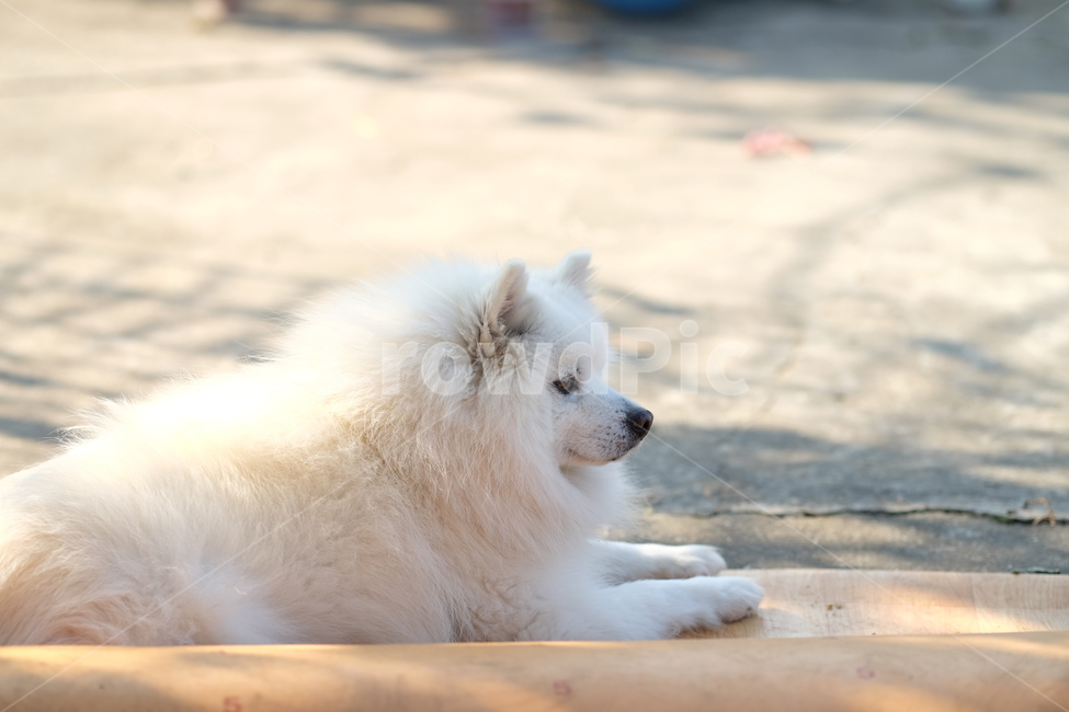 강아지,개,동물,하얀,아련한,dog,animal,white,바라보다,시선,털,동물,animal,포유류,mammal,개,강아지,dog,doggy